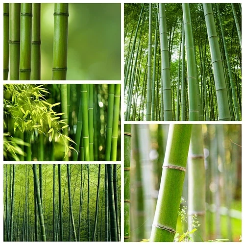 Bintik -bintik Panggung Iklim PBB Bambu Cina - dan pembeli global mencatat